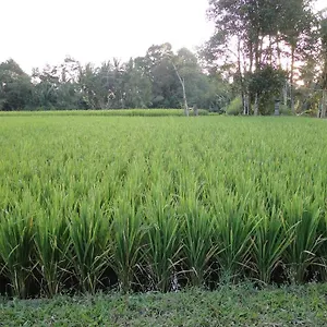 Resort Indigo Tree Ubud (Bali)